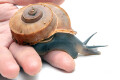 Tropidophora cuveriana Madagascar